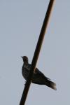 <img100*0:stuff/z/73640/uploadthismow/i1258085135_4.jpg>