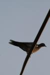 <img100*0:stuff/z/73640/uploadthismow/i1258085136_5.jpg>