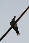 <img100*0:stuff/z/73640/uploadthismow/i1258085136_8.jpg>