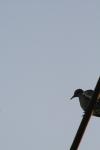 <img100*0:stuff/z/73640/uploadthismow/i1258085138_22.jpg>