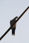 <img100*0:stuff/z/73640/uploadthismow/i1258085139_35.jpg>