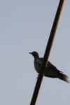 <img100*0:stuff/z/73640/uploadthismow/i1258085139_36.jpg>