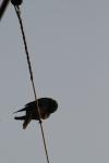 <img100*0:stuff/z/73640/uploadthismow/i1258481066_2.jpg>