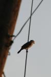 <img100*0:stuff/z/73640/uploadthismow/i1258481066_3.jpg>