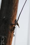 <img100*0:stuff/z/73640/uploadthismow/i1258481066_4.jpg>