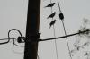 <img100*0:stuff/z/73640/uploadthismow/i1258481066_5.jpg>