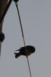 <img100*0:stuff/z/73640/uploadthismow/i1258481066_6.jpg>
