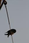 <img100*0:stuff/z/73640/uploadthismow/i1258481067_10.jpg>