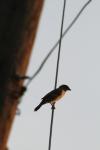 <img100*0:stuff/z/73640/uploadthismow/i1258481067_11.jpg>