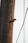 <img100*0:stuff/z/73640/uploadthismow/i1258481067_12.jpg>