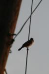 <img100*0:stuff/z/73640/uploadthismow/i1258481067_14.jpg>
