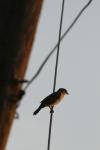 <img100*0:stuff/z/73640/uploadthismow/i1258481067_7.jpg>