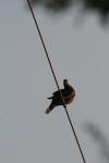 <img100*0:stuff/z/73640/uploadthismow/i1258481067_8.jpg>