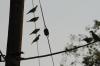 <img100*0:stuff/z/73640/uploadthismow/i1258481067_9.jpg>