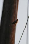 <img100*0:stuff/z/73640/uploadthismow/i1258481068_16.jpg>