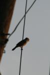 <img100*0:stuff/z/73640/uploadthismow/i1258481068_17.jpg>