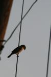 <img100*0:stuff/z/73640/uploadthismow/i1258481068_20.jpg>
