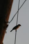 <img100*0:stuff/z/73640/uploadthismow/i1258481068_23.jpg>