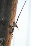 <img100*0:stuff/z/73640/uploadthismow/i1258481068_24.jpg>