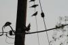 <img100*0:stuff/z/73640/uploadthismow/i1258481069_25.jpg>