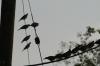 <img100*0:stuff/z/73640/uploadthismow/i1258483464_3.jpg>