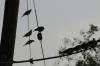 <img100*0:stuff/z/73640/uploadthismow/i1258483464_4.jpg>