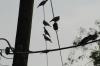 <img100*0:stuff/z/73640/uploadthismow/i1258483465_10.jpg>