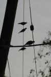 <img100*0:stuff/z/73640/uploadthismow/i1258483465_11.jpg>