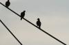 <img100*0:stuff/z/73640/uploadthismow/i1258483465_12.jpg>