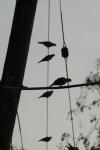 <img100*0:stuff/z/73640/uploadthismow/i1258483465_5.jpg>