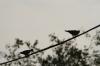 <img100*0:stuff/z/73640/uploadthismow/i1258483465_7.jpg>