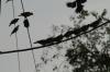 <img100*0:stuff/z/73640/uploadthismow/i1258483465_9.jpg>