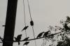 <img100*0:stuff/z/73640/uploadthismow/i1258483466_13.jpg>