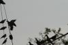 <img100*0:stuff/z/73640/uploadthismow/i1258483466_14.jpg>