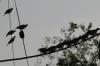 <img100*0:stuff/z/73640/uploadthismow/i1258483466_15.jpg>