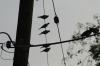<img100*0:stuff/z/73640/uploadthismow/i1258483466_16.jpg>