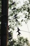 <img100*0:stuff/z/73640/uploadthismow/i1258483466_17.jpg>