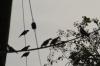 <img100*0:stuff/z/73640/uploadthismow/i1258483466_19.jpg>