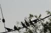 <img100*0:stuff/z/73640/uploadthismow/i1258483466_20.jpg>