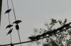 <img100*0:stuff/z/73640/uploadthismow/i1258483467_21.jpg>