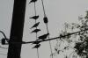 <img100*0:stuff/z/73640/uploadthismow/i1258483467_22.jpg>