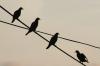 <img100*0:stuff/z/73640/uploadthismow/i1258483467_23.jpg>