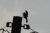 <img100*0:stuff/z/73640/uploadthismow/i1258483467_24.jpg>