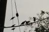 <img100*0:stuff/z/73640/uploadthismow/i1258483467_25.jpg>