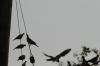 <img100*0:stuff/z/73640/uploadthismow/i1258483467_26.jpg>