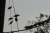 <img100*0:stuff/z/73640/uploadthismow/i1258483467_27.jpg>