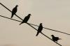 <img100*0:stuff/z/73640/uploadthismow/i1258483467_29.jpg>