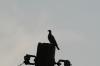 <img100*0:stuff/z/73640/uploadthismow/i1258483467_30.jpg>