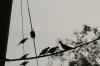 <img100*0:stuff/z/73640/uploadthismow/i1258483467_31.jpg>
