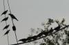 <img100*0:stuff/z/73640/uploadthismow/i1258483467_32.jpg>